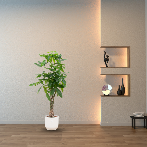 Grote kamerplant schaduw