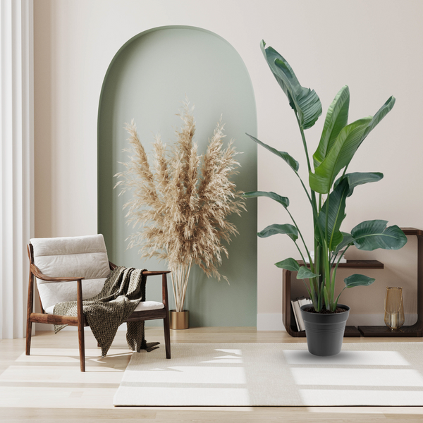Strelitzia Nicolai