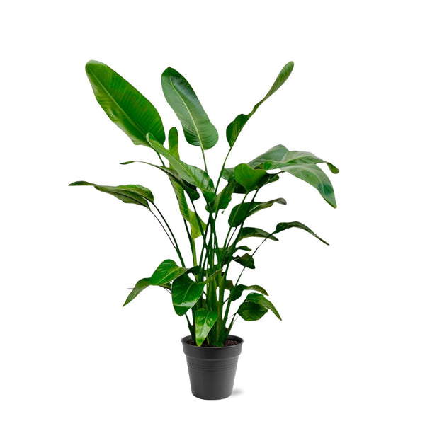 Strelitzia Nicolai - 140 - 150cm - Ø24