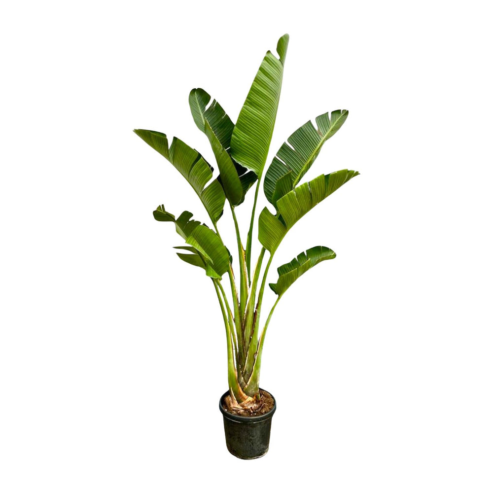 Strelitzia Augusta 250cm