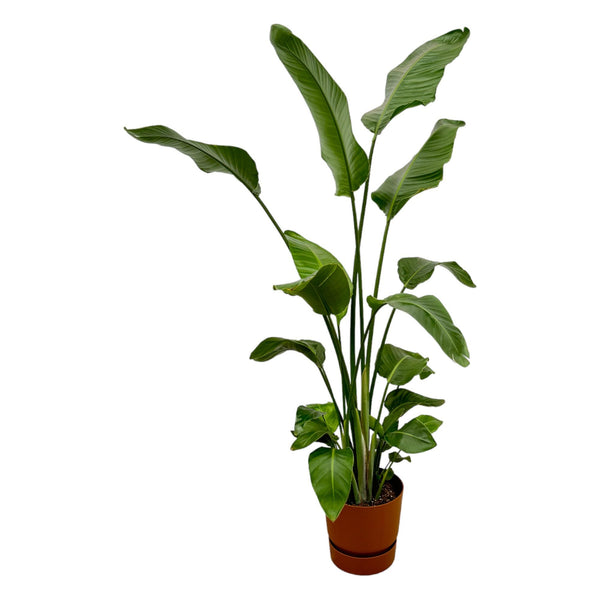 Strelitzia Nicolai met bruine elho Greenville Round Ø30 – 180 cm