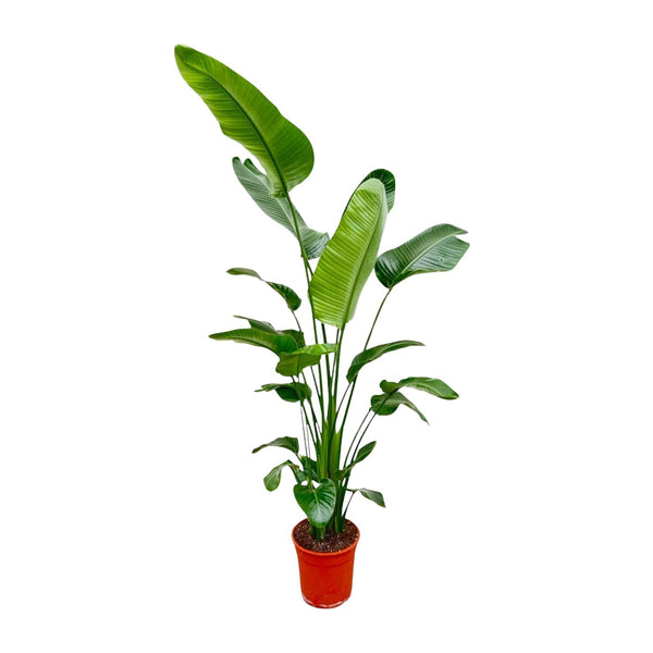 Strelitzia Nicolai - 180-190 cm - ø24-27