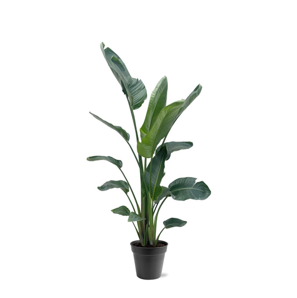 Strelitzia Nicolai XXL - 190 - 210 cm - ø27-ø30